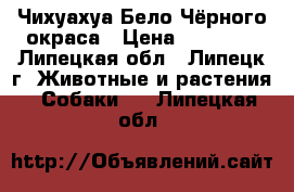 Чихуахуа Бело-Чёрного окраса › Цена ­ 25 000 - Липецкая обл., Липецк г. Животные и растения » Собаки   . Липецкая обл.